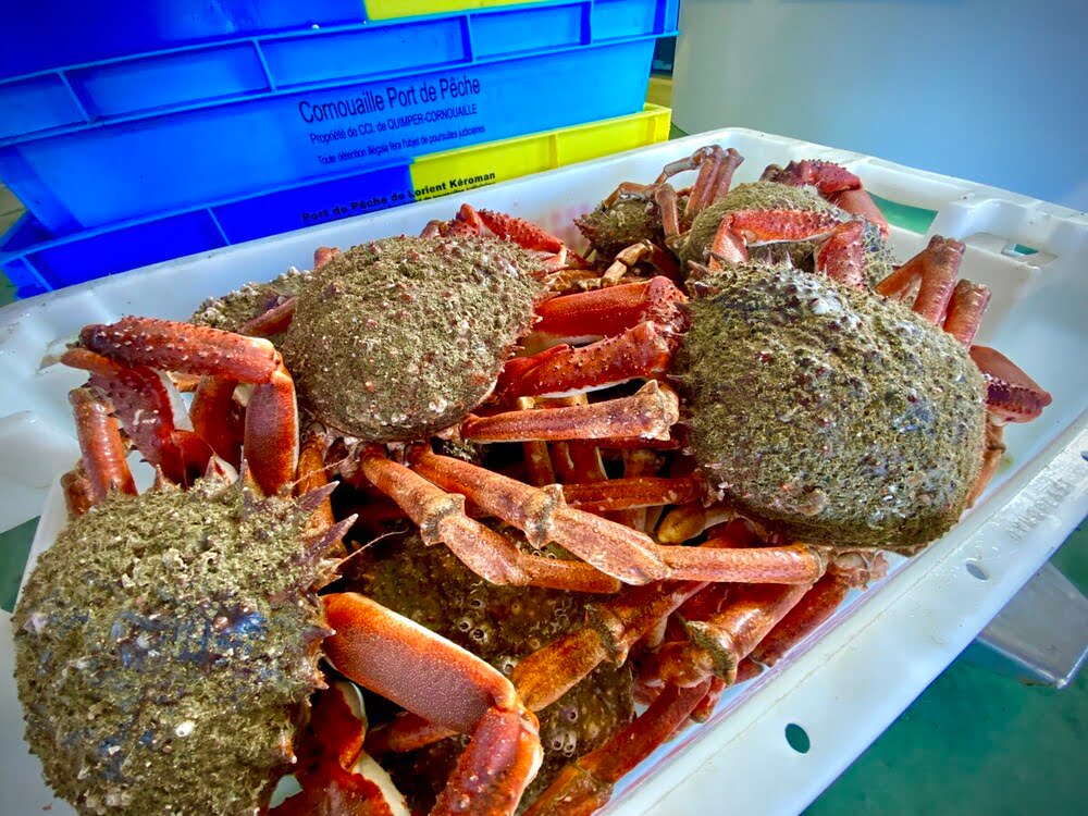 Arrivage d'araignées