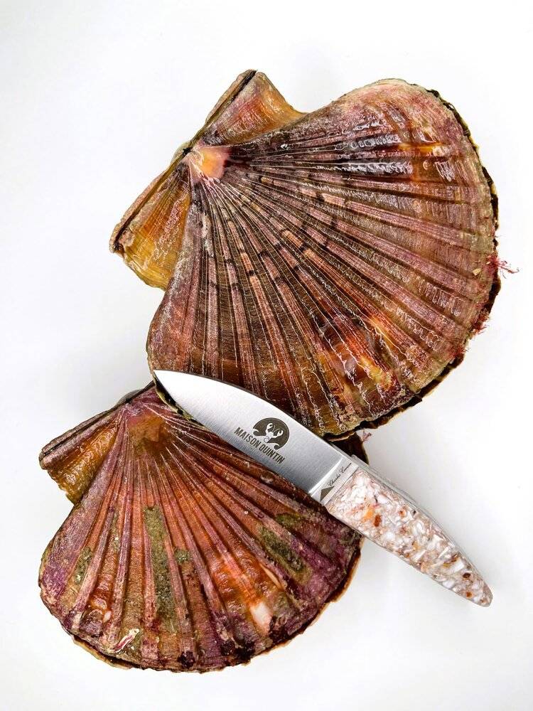 Coquilles Saint-Jacques