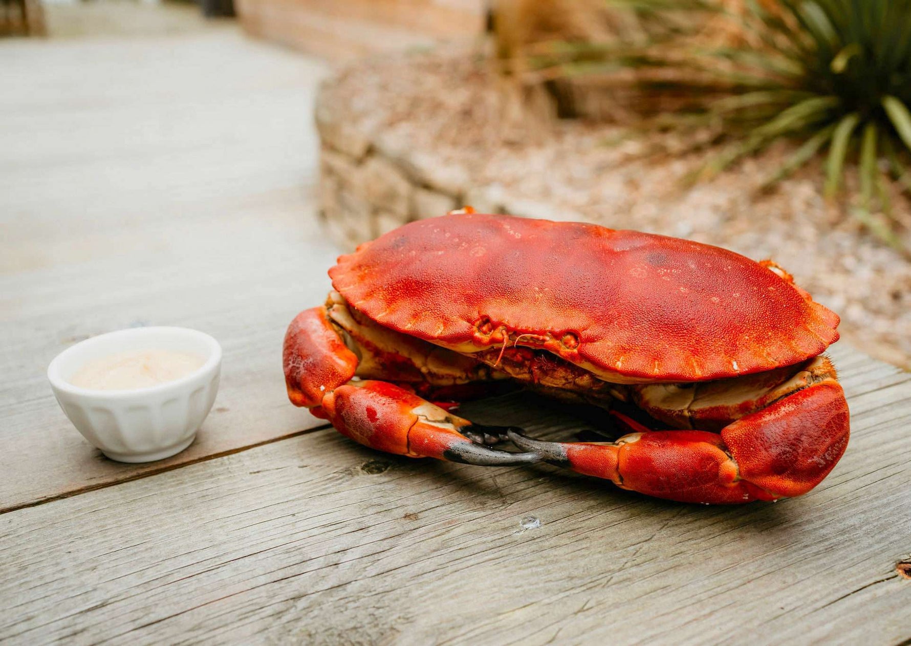 Tourteau en livraison