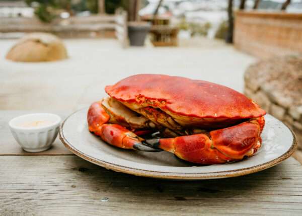 Crabe cuit et mayonnaise