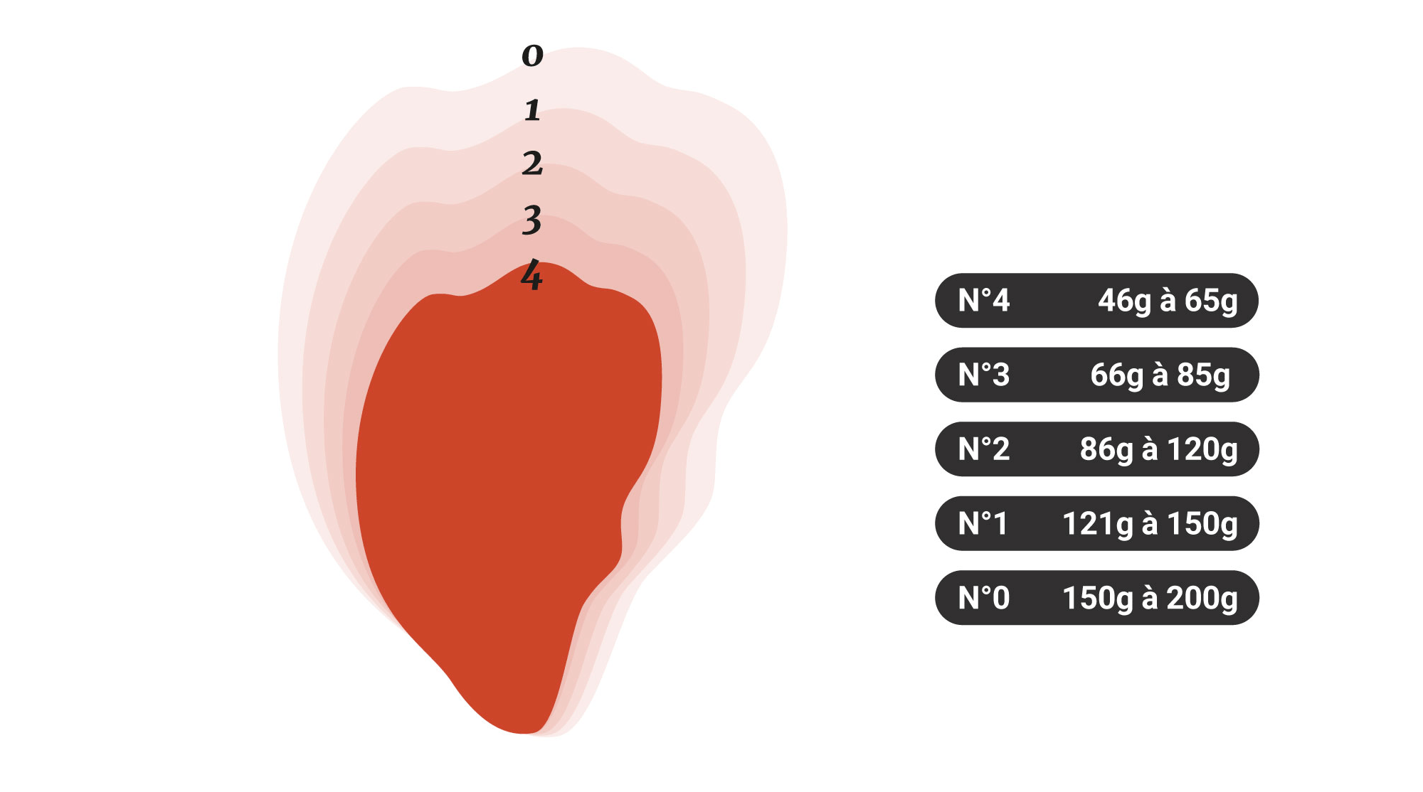 Calibres des huîtres creuses