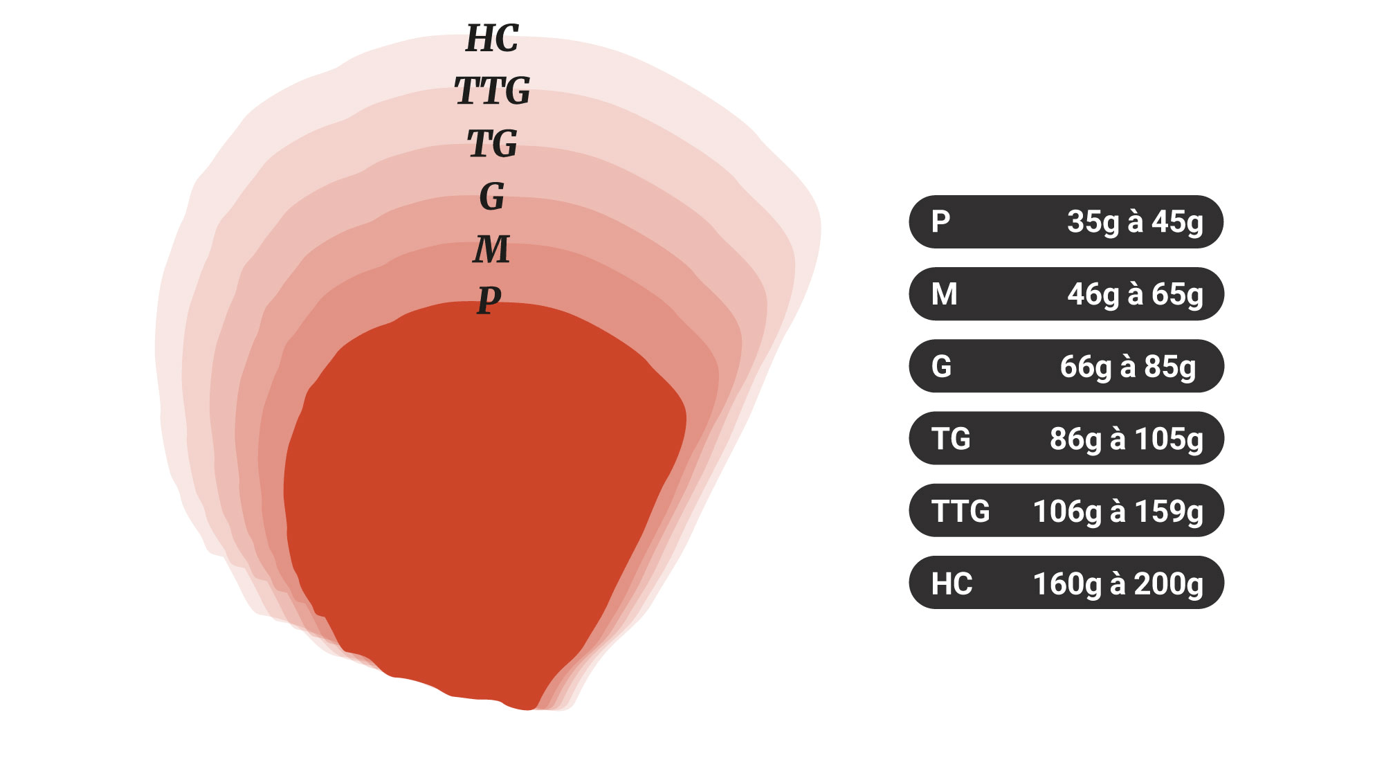 Calibres des huîtres plates